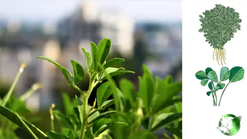 Wholesale packaging for Dried Fenugreek can be planned for retail, commercial kitchens, bespoke-label, or industrial-scale distribution.